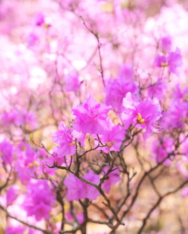 Incheon One Day Tour from Seoul: Cherry Blossoms, Luge & Rail Bike - Spring flowers at Ansan Jarak-gil
