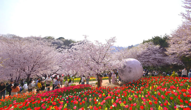 Incheon One Day Tour from Seoul: Cherry Blossoms, Luge & Rail Bike - Rail biking beside Yeongjong’s coast
