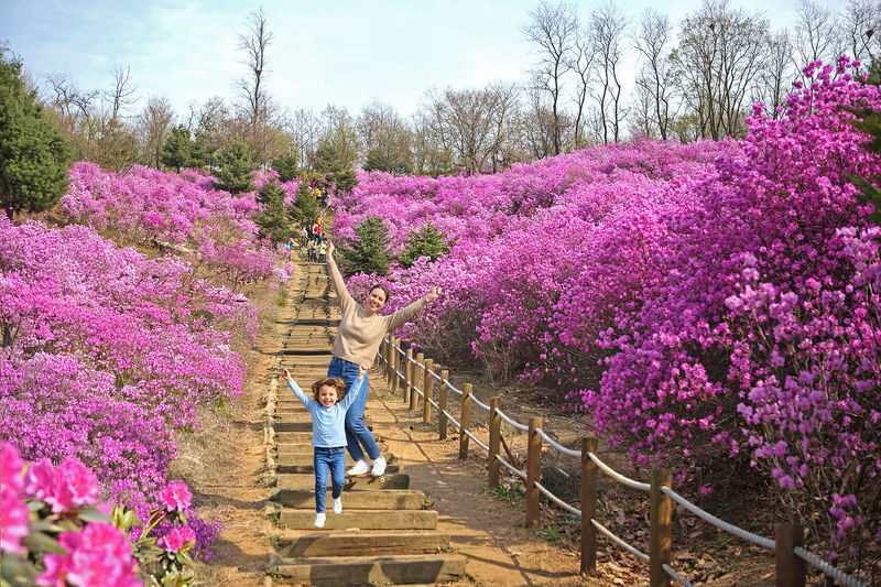 Incheon One Day Tour from Seoul: Cherry Blossoms, Luge & Rail Bike - Who will enjoy this day most