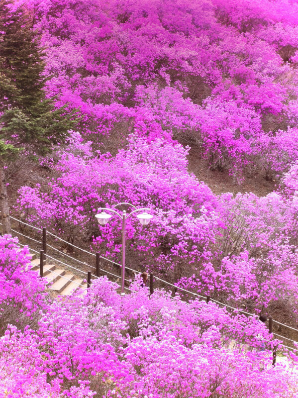 Incheon One Day Tour from Seoul: Cherry Blossoms, Luge & Rail Bike - Should you book the Incheon day tour?