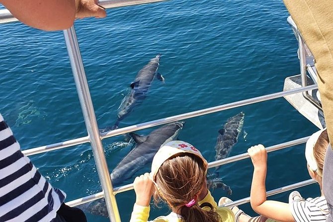Incredible Dolphin Watching Experience on Our Family Friendly Catamaran - Lagos - Experience Highlights