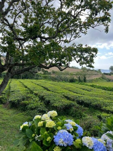 Incredible Furnas Valley, Full Day Trip. - Frequently Asked Questions