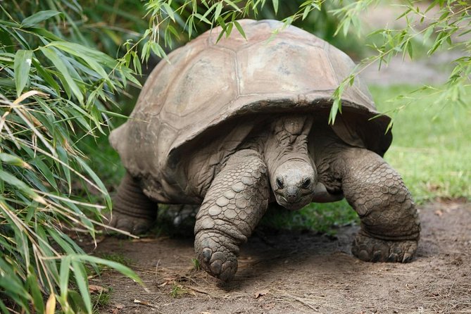 Incredible Galápagos Tour: Explore Unique Wildlife Sites - Galápagos Islands: A Natural Wonder