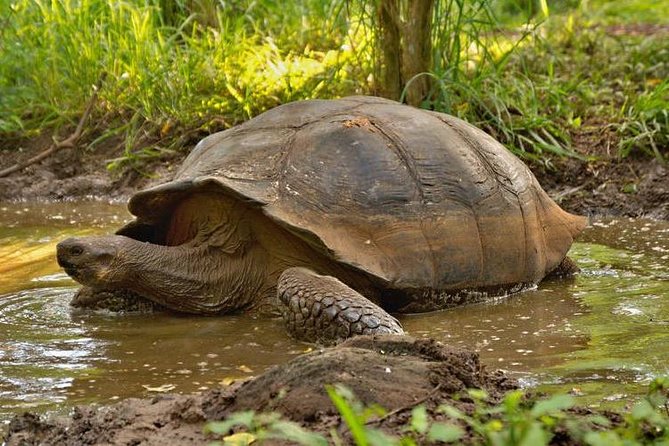 Incredible Galápagos Tour: Explore Unique Wildlife Sites - Diverse Plant and Animal Life