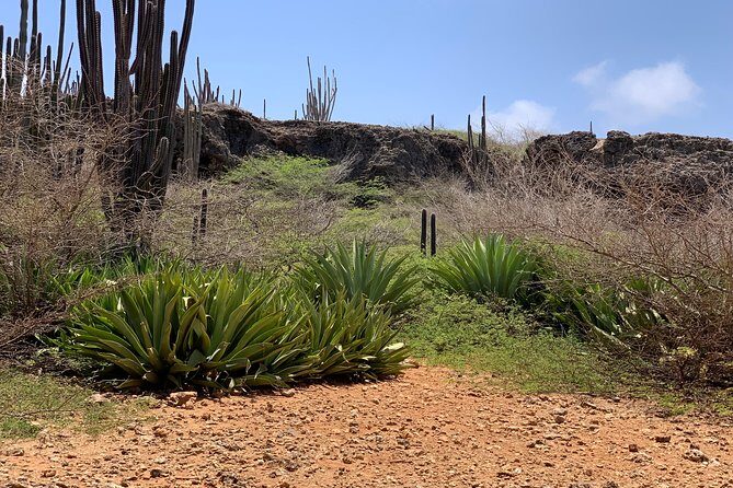 Indian Inscriptions Tour with Local Guide - The Power of the Ocean at Boca Onima