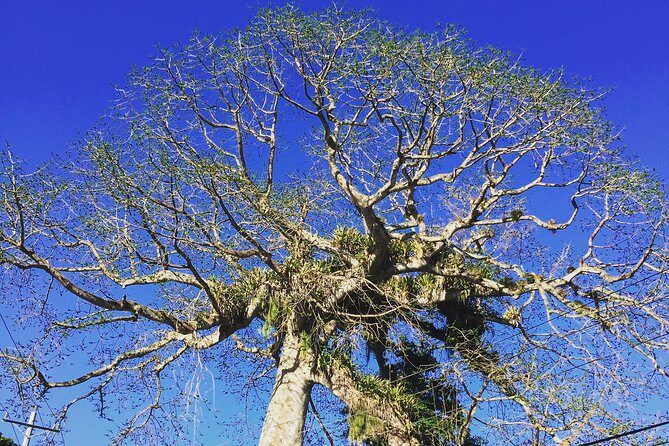 Individuelle Regenwald Tour - Exploring the Individuelle Regenwald Tour in Tobago: An Authentic Nature Adventure