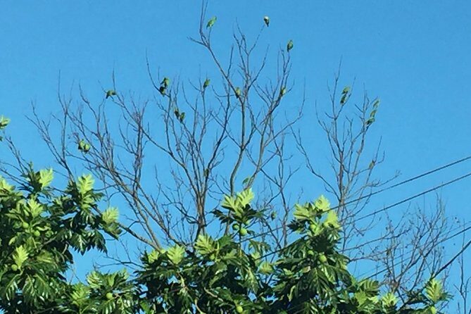 Individuelle Regenwald Tour - A Deep Dive into the Tobago Individuelle Regenwald Tour