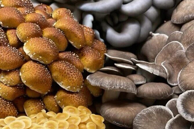 Indoor Mushroom Farm Tour - Good To Know