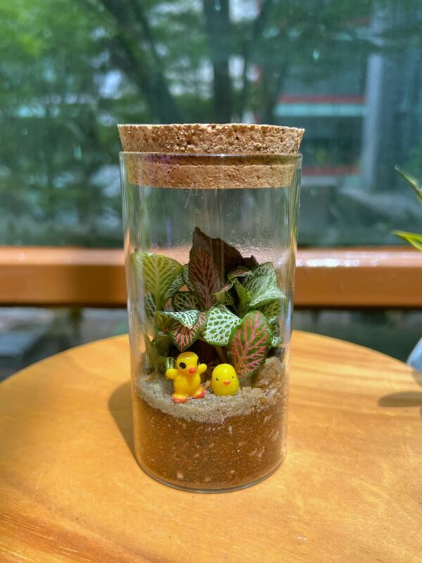Indoor Plant and Moss Terrarium Workshop by Little Eden Succulents - Closed jar or Fuji glass?