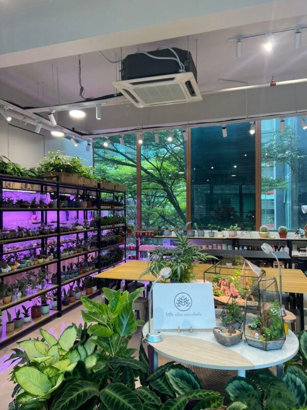Indoor Plant and Moss Terrarium Workshop by Little Eden Succulents - Is the workshop worth the price?