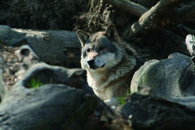 Innsbruck: Alpenzoo & Top of Innsbruck Combination Ticket - Additional Information