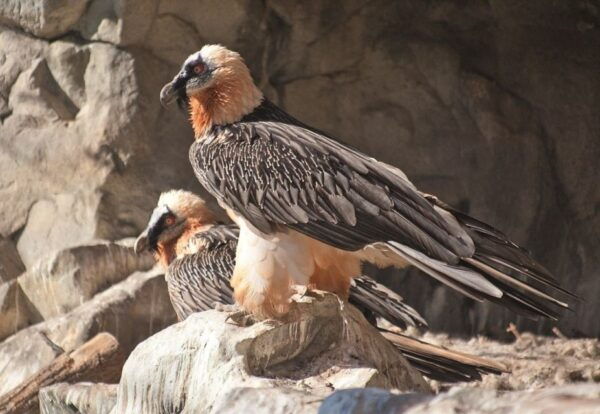 Innsbruck: Alpenzoo & Top of Innsbruck Combination Ticket - Value for Money