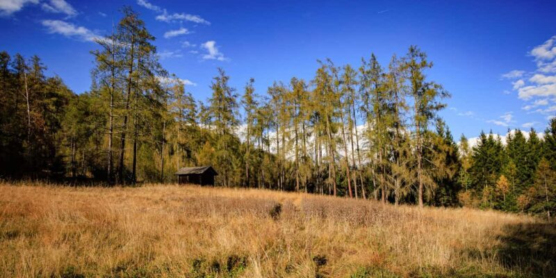 Innsbruck: Panoramic hike across the Telfer Wiesen - Authentic Experiences and Honest Reflections