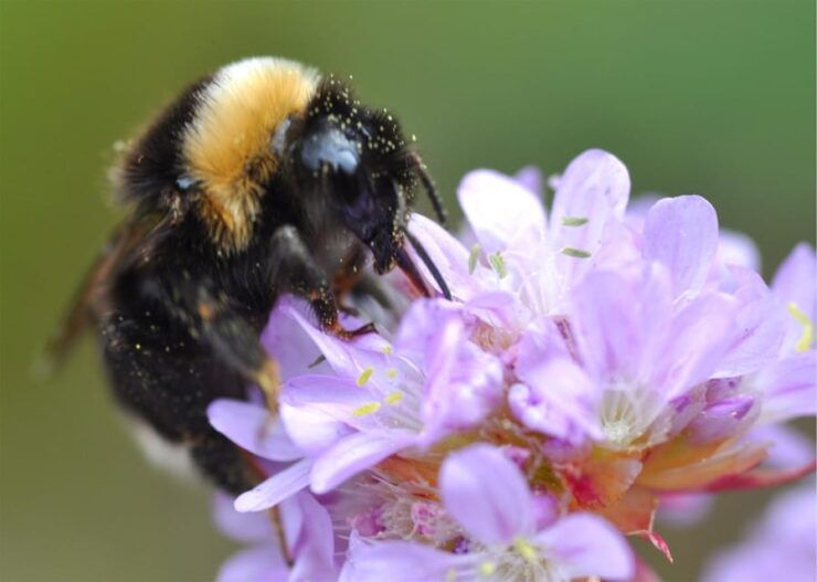 INSECTS AND OTHER FANTASTIC CREATURES - Good To Know