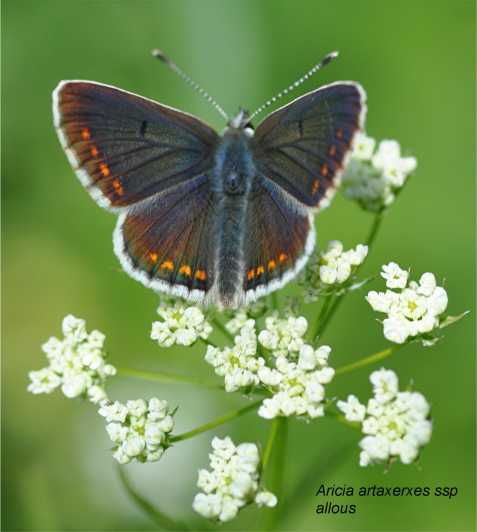 INSECTS AND OTHER FANTASTIC CREATURES - Diverse Insect Species