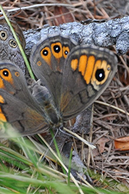 INSECTS AND OTHER FANTASTIC CREATURES - Importance of Insects