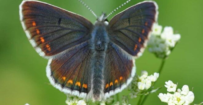 INSECTS AND OTHER FANTASTIC CREATURES - Unique Adaptations