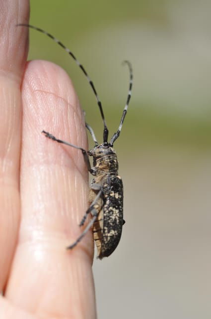 INSECTS AND OTHER FANTASTIC CREATURES - Insects in Ecosystems