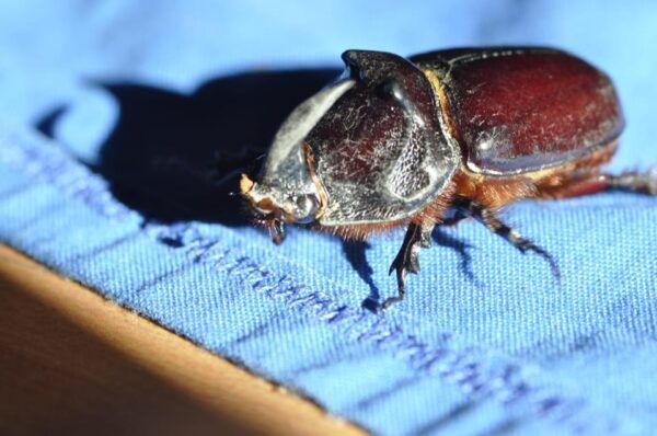 INSECTS AND OTHER FANTASTIC CREATURES - Engaging Activities With Insects