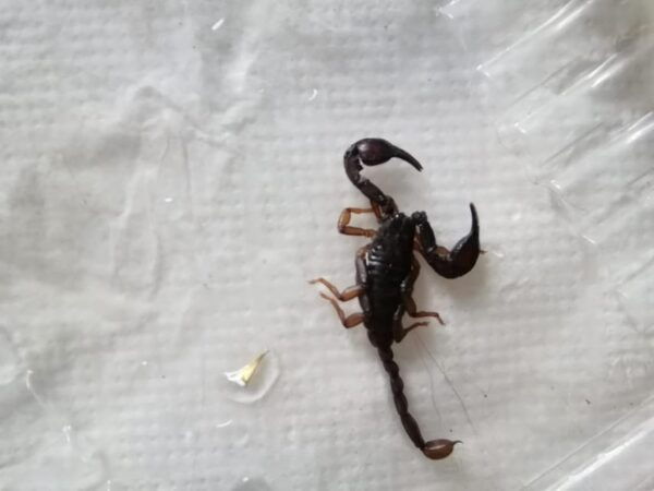 INSECTS AND OTHER FANTASTIC CREATURES - Tips for Insect Enthusiasts