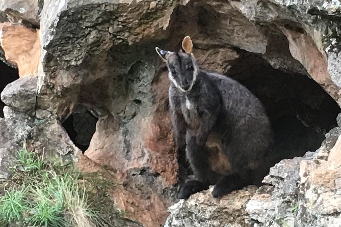 Inside the Greater Blue Mountains World Heritage - A Private Wildlife Safari Overnight - Overnight Stay at Jenolan Caves House