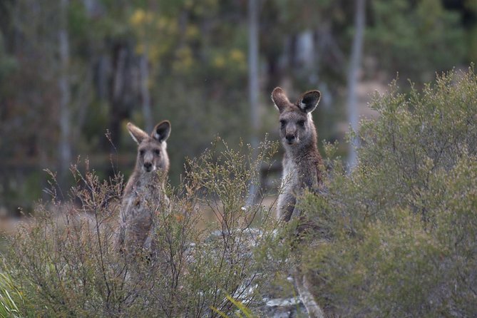 Inside the Greater Blue Mountains World Heritage - A Private Wildlife Safari Overnight - Other Information