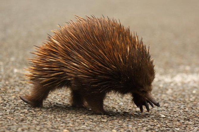 Inside the Greater Blue Mountains World Heritage - A Private Wildlife Safari Overnight - Common Questions