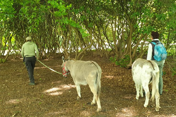 Inspirational Nature Walking Tour With Donkeys in the Hague - Tour Inclusions