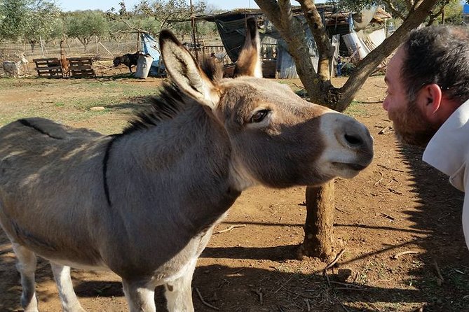 Inspirational Nature Walking Tour With Donkeys in the Hague - Important Information