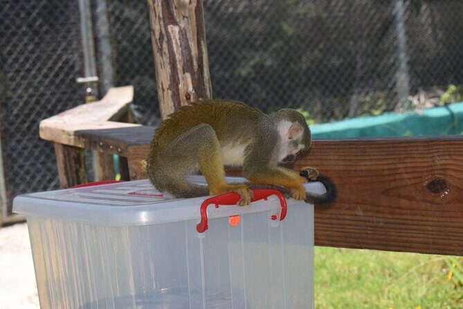 Interaction with Monkey Tour & city tour in Puerto Plata - Exploring Puerto Plata: A Deep Dive