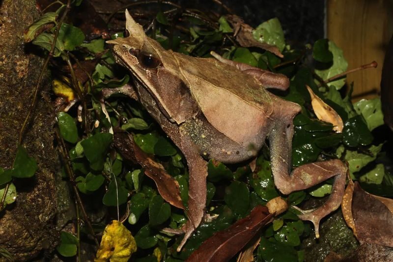 Interactive Frog Museum KawaZoo - What your visit is likely to feel like
