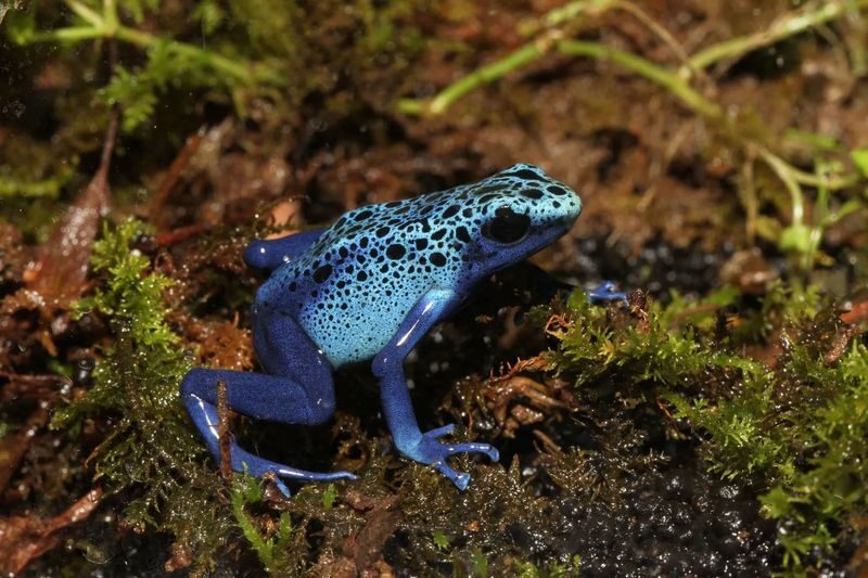 Interactive Frog Museum KawaZoo - Tickets and practical details before you go