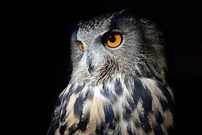 Interactive Path of Birds of Prey - Interactive Experiences