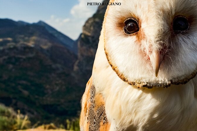 Interactive Path of Birds of Prey - Educational Demonstrations