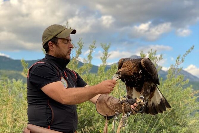 Interactive Path of Birds of Prey - Conservation Efforts