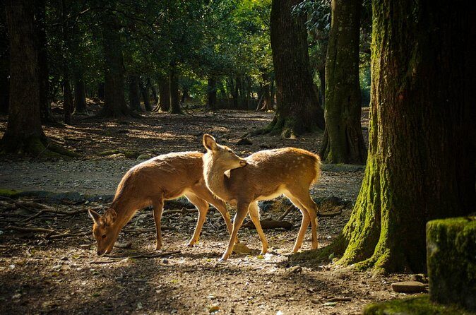 Intercity Transfer Kyoto to Osaka with Nara Sightseeing by Car - The Sum Up: Is This Tour for You?