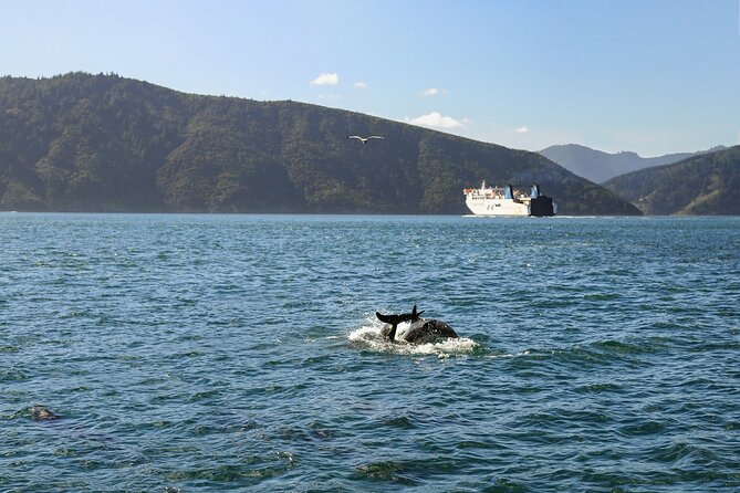 InterIslander Ferry - Wellington to Picton - Overview