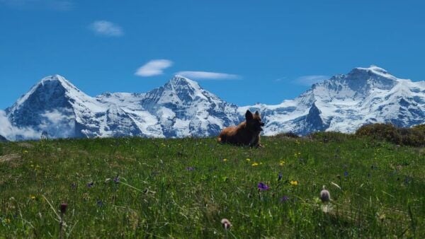 Interlaken: 2 Days Hiking Trip & Mountain Hut - Frequently Asked Questions