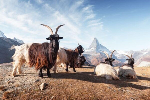 Interlaken: 3/6 Days Private Trekking Swiss Alps - About the Mountain Guides