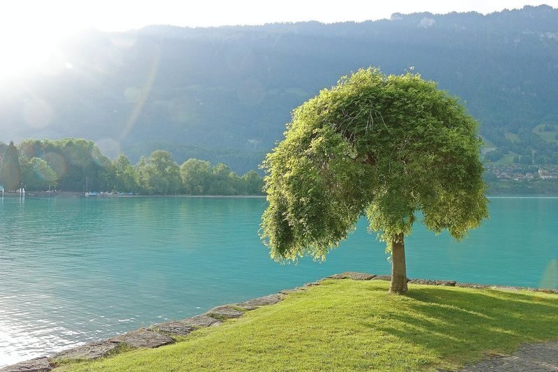 Interlaken Day Tour from Geneva - Departure at Place Dorcière