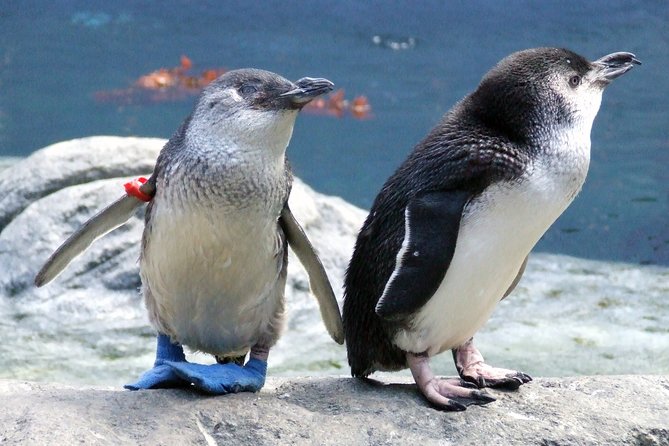 International Antarctic Center General Admission Ticket - Life at Scott Base