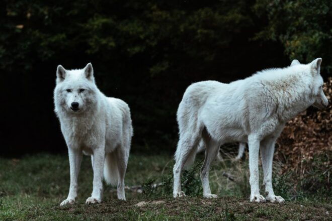 International Environmental Centre of ARCTUROS Tour - Full Tour Description and Inclusions