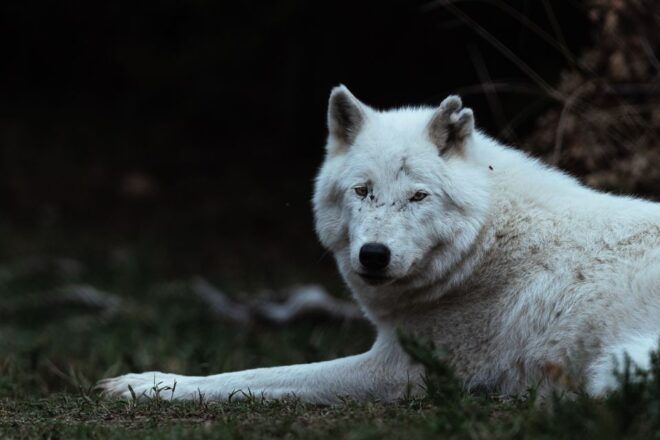 International Environmental Centre of ARCTUROS Tour - Language Options and Validity