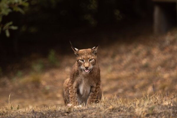 International Environmental Centre of ARCTUROS Tour - Meeting Point and Directions