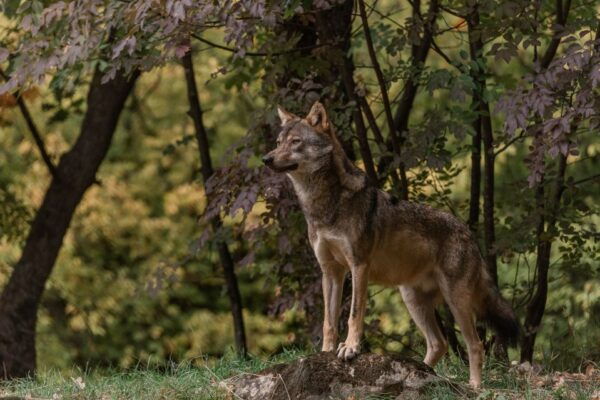 International Environmental Centre of ARCTUROS Tour - Frequently Asked Questions