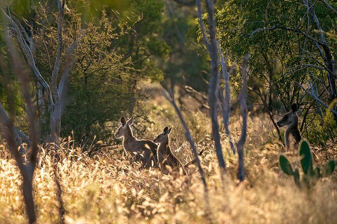 Intimate Blue Mountains Wild Kangaroos & Sunset for Nature Lovers - The Itinerary Breakdown: What to Expect