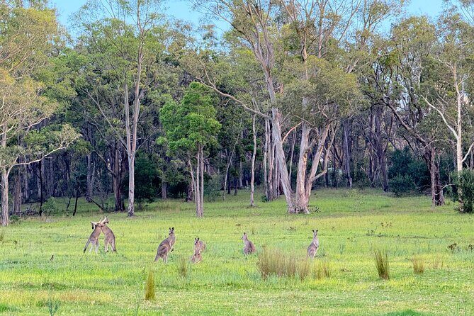 Intimate Blue Mountains Wild Kangaroos & Sunset for Nature Lovers - The Sum Up: Why Choose This Tour?