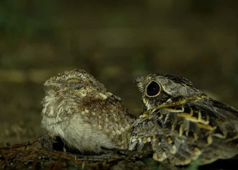 Into the Night: Open-Roof Jeep Adventure Around Sigiriya - An Honest Look at the Into the Night Jeep Safari