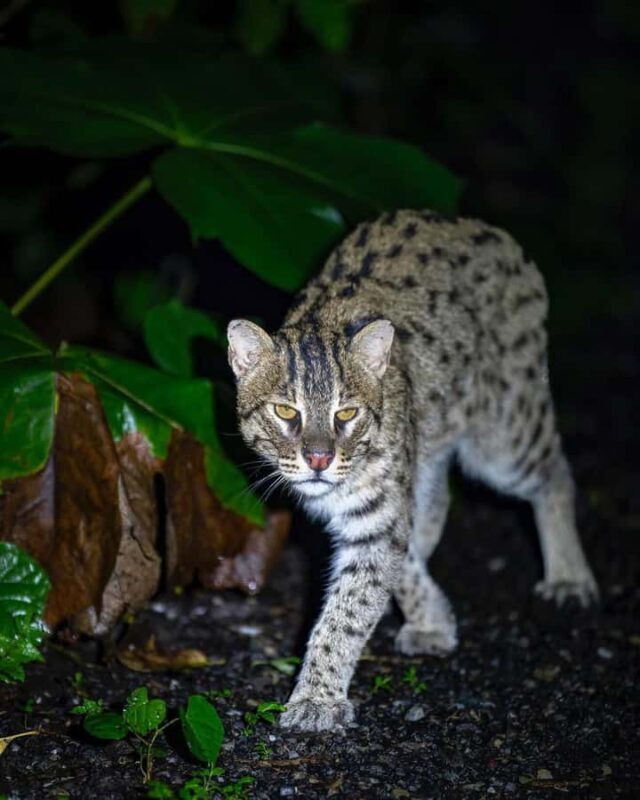 Into the Night: Open-Roof Jeep Adventure Around Sigiriya - Good To Know