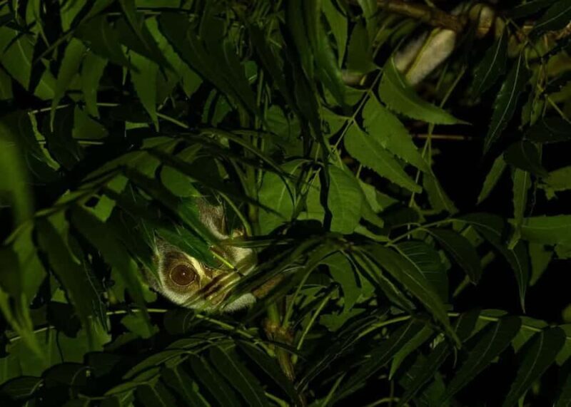 Into the Night: Open-Roof Jeep Adventure Around Sigiriya - The Experience in Detail